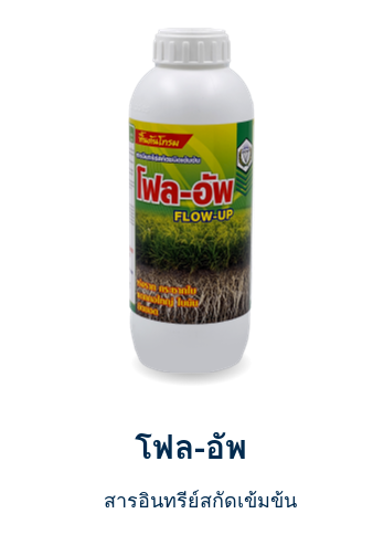 โฟล-อัพ